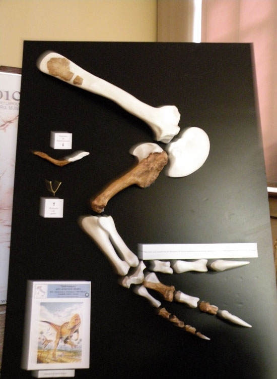 A Bologna c'' anche Ciro